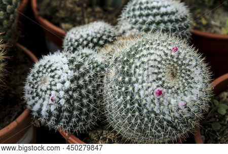 Potted Mammillaria Cactus Plants In The Garden