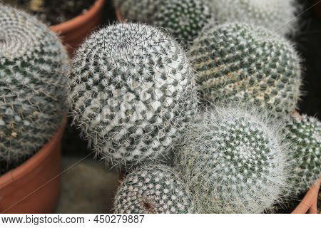 Potted Mammillaria Cactus Plants In The Garden
