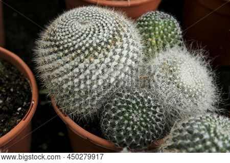 Potted Mammillaria Cactus Plants In The Garden