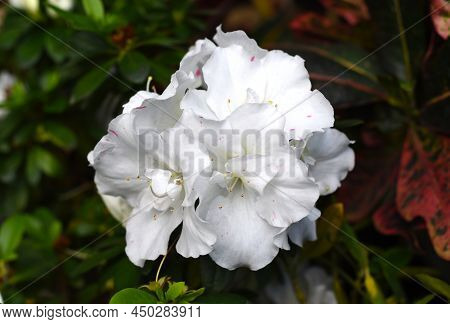 White Azalea Flowers Growing On A Shrub