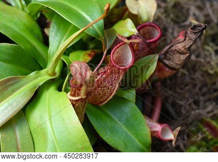 Nepenthes Alata, Carnivorous Plant Feeds On Insects