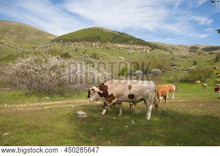 View Of Livestock In The Italian Mountains During Spring Season, Abruzzo