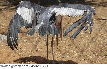 Stork Bird 图片和照片（免费试用） | Bigstock