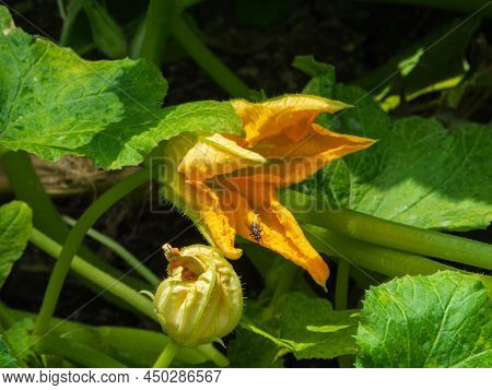 Pumpkin Flower On An Organic Vegetable Farm. Green Leaves And Shoots Of A Growing Squash In The Gard