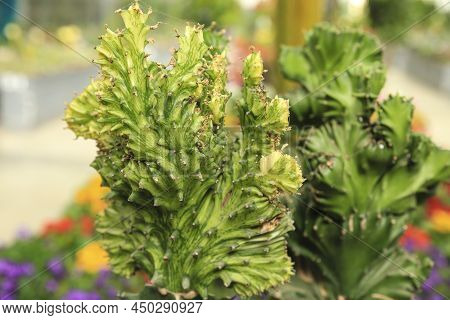 Potted Colorful Euphorbia Lactea In The Garden