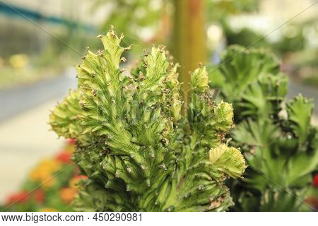 Potted Colorful Euphorbia Lactea In The Garden