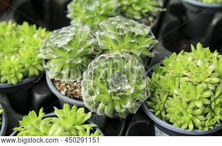 Beautiful Sempervivum Arachnoideum Plants In The Garden