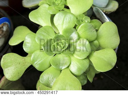 Beautiful Aeonium Castello-paivae Plant In The Garden