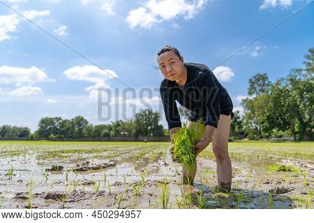 Amateur Asian Man Tests And Tries To Transplant Rice Seedlings In Paddy Rice Field In The Open Sky D
