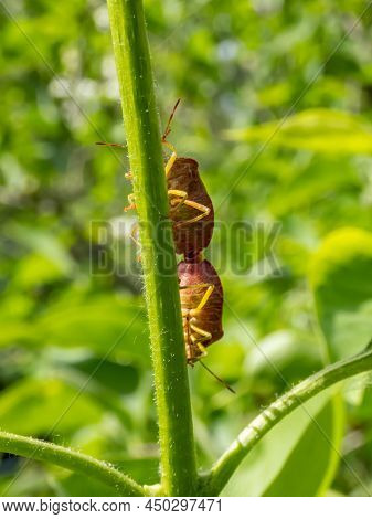 Close-up Shot Of A Couple Of The Common Green Shieldbugs (palomena Prasina) On A Stem Of A Green Pla