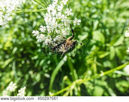 Macro Shot Of A Metallic Rose Chafer Or The Green Rose Chafer (cetonia Aurata) Crawling On A White F
