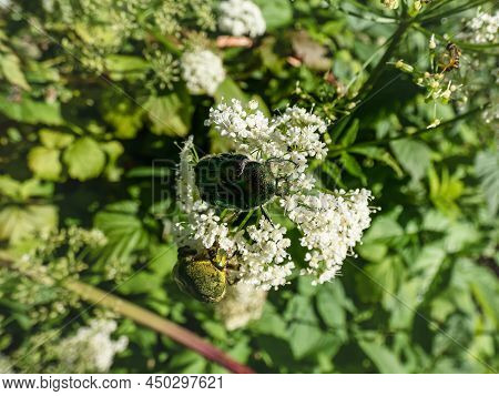 Macro Shot Of A Couple Of Metallic Rose Chafers Or The Green Rose Chafers (cetonia Aurata) Covered W