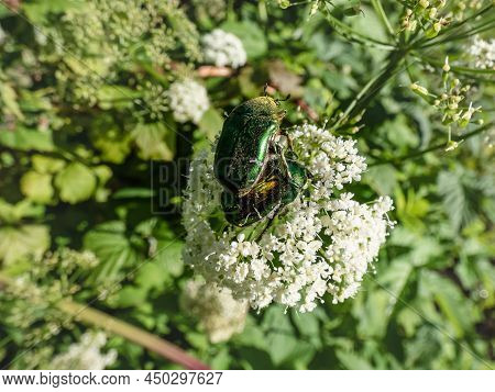Macro Shot Of A Couple Of Metallic Rose Chafers Or The Green Rose Chafers (cetonia Aurata) Covered W