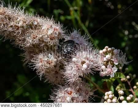 Macro Shot Of The Adult White Spotted Rose Beetle (oxythyrea Funesta) On A Flower In Bright Sunlight