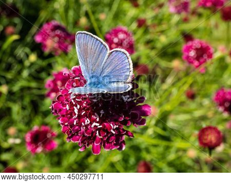 Close-up Of Adult Male Of The Common Blue Butterfly Or European Common Blue (polyommatus Icarus) Wit