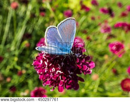 Close-up Of Adult Male Of The Common Blue Butterfly Or European Common Blue (polyommatus Icarus) Wit