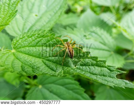 Macro Of Fishing Spider, Raft Spider, Dock Spider Or Wharf Spider (dolomedes Sp.) On A Green Leaf
