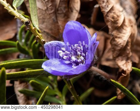 Beautiful Macro Shot Of A First Single Wildflower Large Blue Hepatica (hepatica Transsilvanica) Star