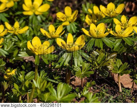 Macro Of A Group Of The Winter Aconite (eranthis Hyemalis) Flowers In Full Bloom With Fully Open Pet