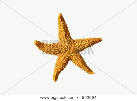 海洋生物
