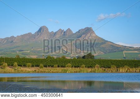 Vineyard Landscape At Sunset With Mountains In Stellenbosch, Near Cape Town, South Africa. Wine Grap