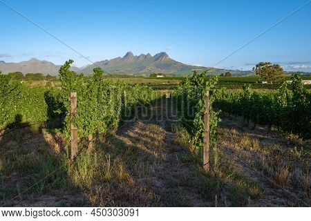 Vineyard Landscape At Sunset With Mountains In Stellenbosch, Near Cape Town, South Africa. Wine Grap