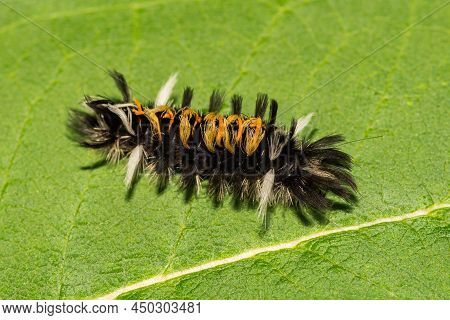 Milkweed Tussock Moth Caterpillar - Euchaetes Egle