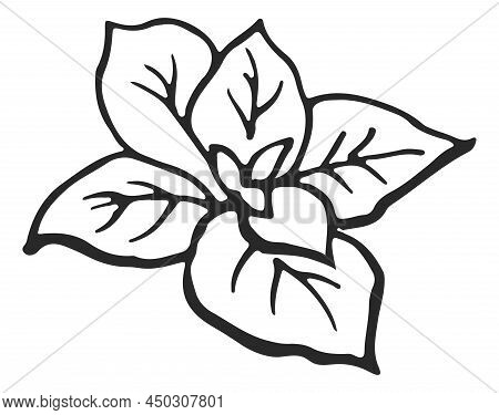 Leaves In Hand Drawn Style. Aroma Mint. Fresh Cooking Ingredient