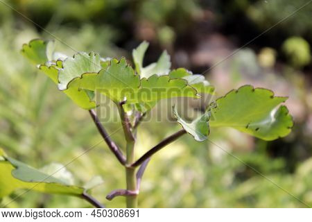 Suplir Or Fern Green Adiantum Raddianum Closeup Shoot On Grainy And Blurry Background.