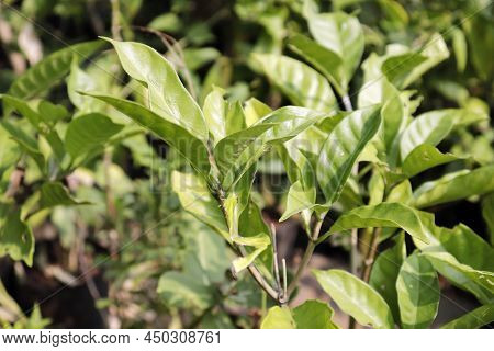 Chandni Flower Tree In India Tabernaemontana Coronaria Plant