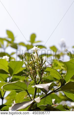 Chandni Flower Tree In India Tabernaemontana Coronaria Plant
