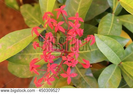 Indian Pentas Dark Pink Flower India Plants