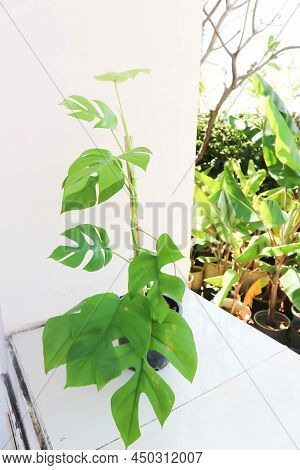Mini Monstera, Monstera Deliciosa Liebm Or Philodendron Ginny Or Rhaphidophora Terrasperma Or Moster