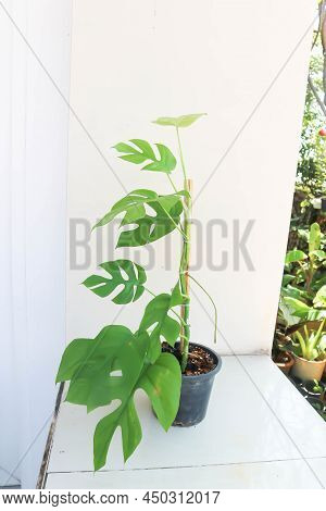 Mini Monstera, Monstera Deliciosa Liebm Or Philodendron Ginny Or Rhaphidophora Terrasperma Or Moster