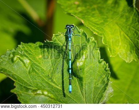 An Azure Damselfly (coenagrion Puella) Resting On A Green Leaf, Sunny Day In Summer