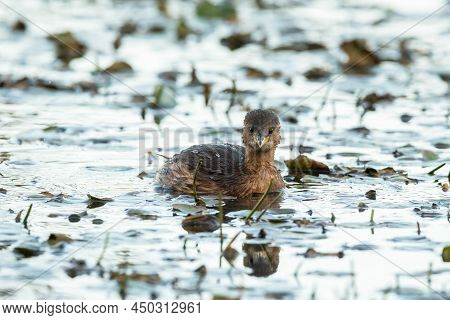 A Cute Little Grebe (tachybaptus Ruficollis) Swimming On A Small Pond (isonzo, Italy)