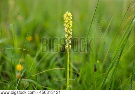 Closeup Of Pseudorchis Albida Orchid In Summer In The Austria Alps