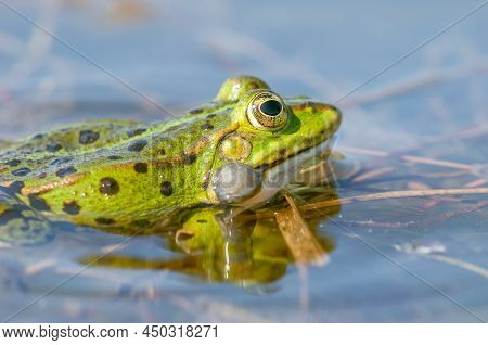 Marsh Frog( Rana Ridibunda ) In A Pond In Spring.