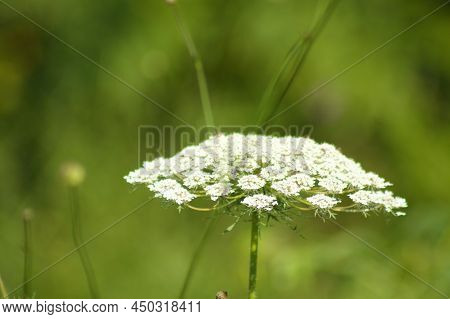 Toothpickweed In Bloom Close-up View With Blurred Green Plants On Background