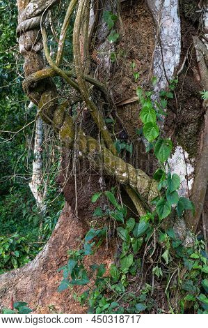 Close-up Of Ayahuasca. Ready To Cook Liana. Bark Of Vine With Mold. Shamanic Ceremonies In The Valle
