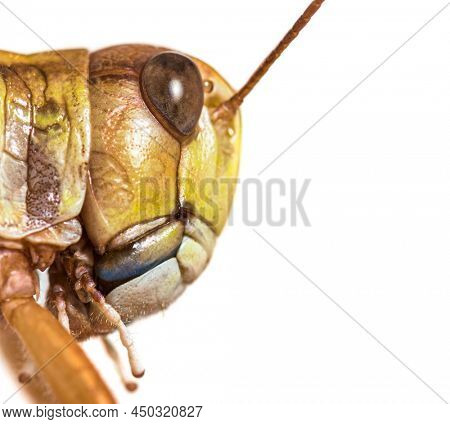 Head shot of Adulte Desert locust, Schistocerca gregaria, isolated