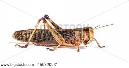 Side view of Adulte Desert locust, Schistocerca gregaria, isolated