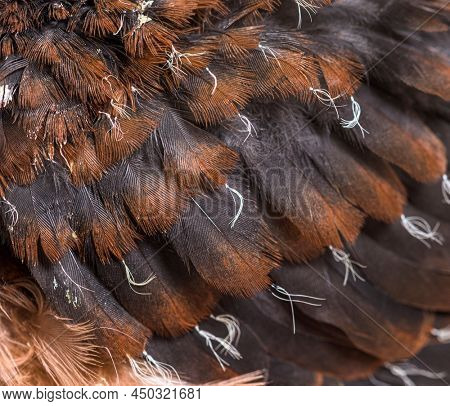 Young feathers of Pink pigeon Chick, Nesoenas mayeri,