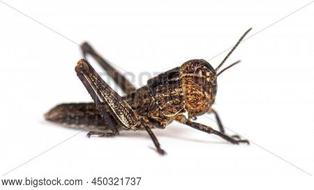 Crysalis stage of locust, Schistocerca gregaria, isolated
