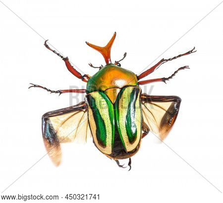 High view of Flamboyant flower beetle, Eudicella gralli species,