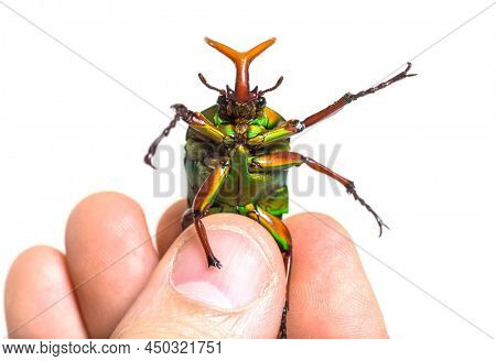 Human hand holding a Flamboyant flower beetle, Eudicella gralli species,