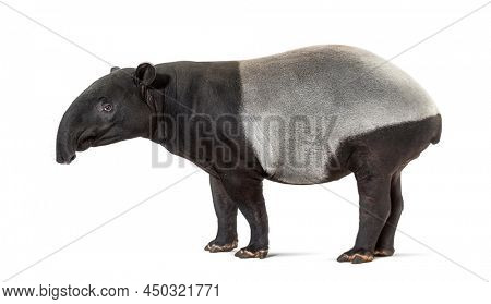 Malayan tapir, Tapirus indicus, isolated on white