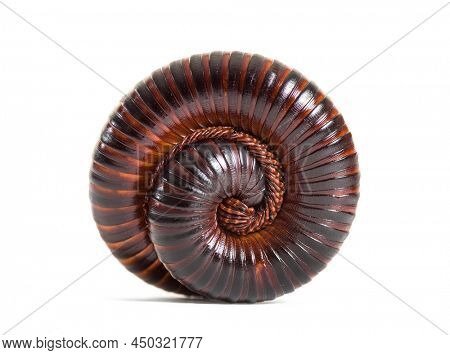 Giant African millipede rolled up in defence position, Archispirostreptus gigas,