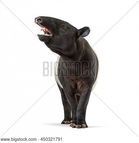 Front view of a Malayan tapir using its snout to smell, Tapirus indicus