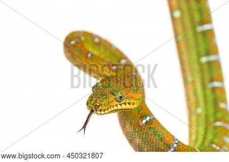 head shot of Juvenile Emerald tree boa, sniffing with its tongue. Corallus caninus